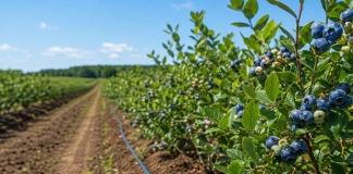 Минсельхозпрод объявил конкурс на посадку ягодных культур