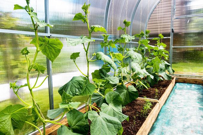 cucumbers-5268692_1280 Какие народные средства для подкормки огурцов самые эффективные