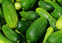 Какие основные ошибки могут «похитить» урожай огурцов