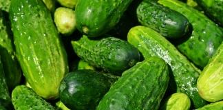Какие основные ошибки могут «похитить» урожай огурцов
