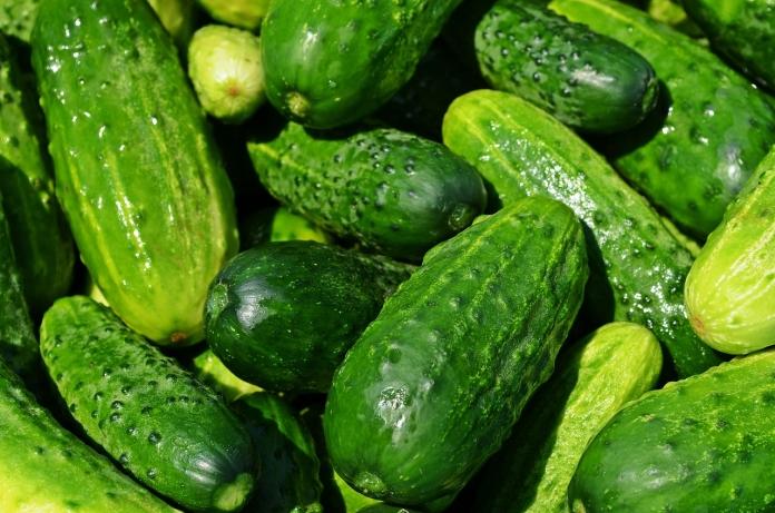 Какие основные ошибки могут «похитить» урожай огурцов