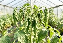 Какие основные причины увядания верхушек томатов Какие основные причины увядания верхушек томатов