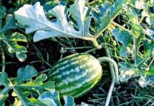 Стоит ли прищипывать бахчевые культуры и как это влияет на их рост