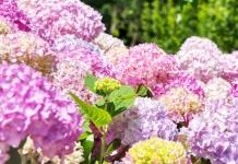 Чем и как подкормить гортензию для обильного цветения