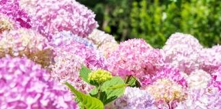 Чем и как подкормить гортензию для обильного цветения
