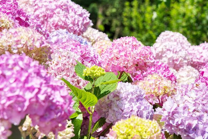 hydrangeas-5343823_1280 Чем и как подкормить гортензию для обильного цветения