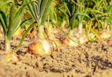 Что нужно сделать с грядками лука в июле, чтобы получить богатый урожай Что нужно сделать с грядками лука в июле, чтобы получить богатый урожай