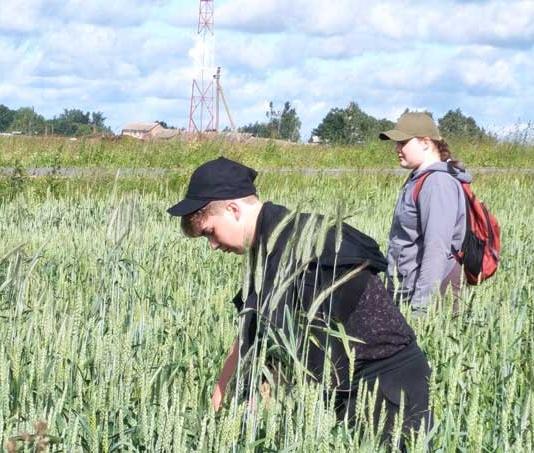 Летние каникулы с пользой: школьники Копачёвской школы помогают хозяйству на полях.