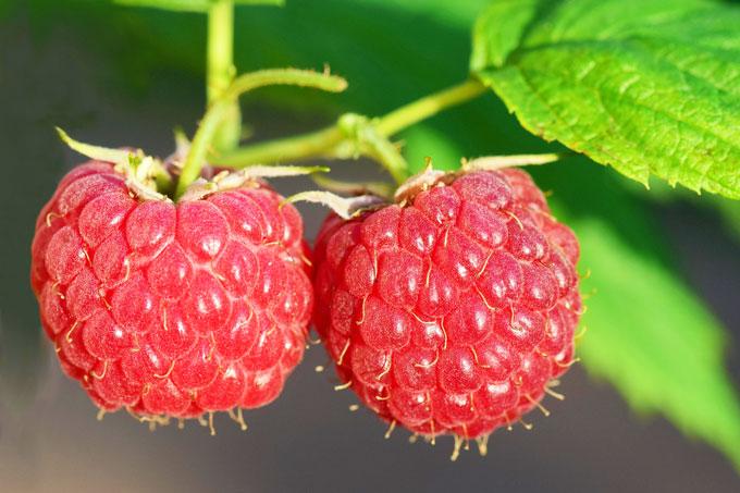 raspberries-3454504_1280 Какие удобрения использовать для подкормки малины