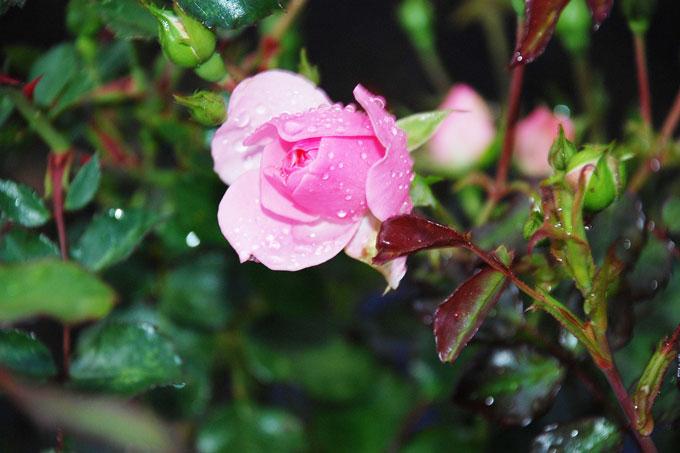 roses-22276_1280 Как размножить розы зелёными черенками