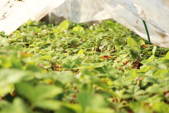 strawberry-6026555_1280 Какие шаги помогут вам получить рекордный урожай клубники на следующий год