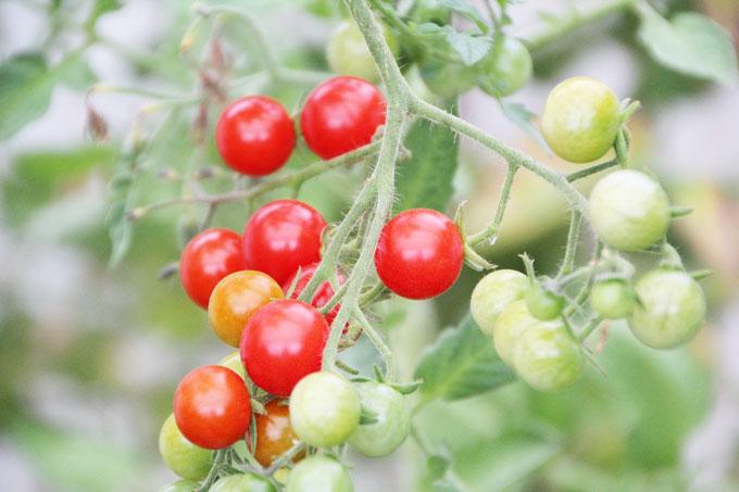 tomatoes-3626224_1280-(1) Какие основные ошибки при подвязке томатов