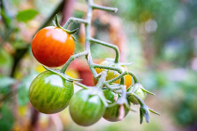 tomatoes-7333671_1280 Почему листья томатов могут желтеть и закручиваться