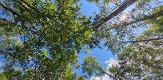 В Мстиславском районе действует ограничение на посещение лесов.