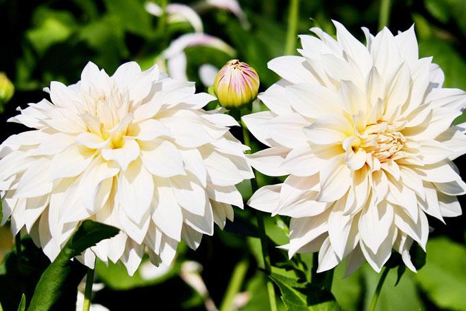 dahlias-8258327_1280