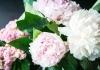 Почему пионы не зацвели и как помочь им распустится в следующем сезоне