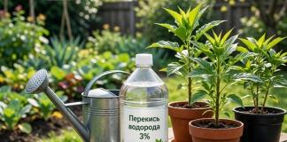 Перекись водорода для растений: простое и эффективное средство для вашего сада Перекись водорода для растений: простое и эффективное средство для вашего сада