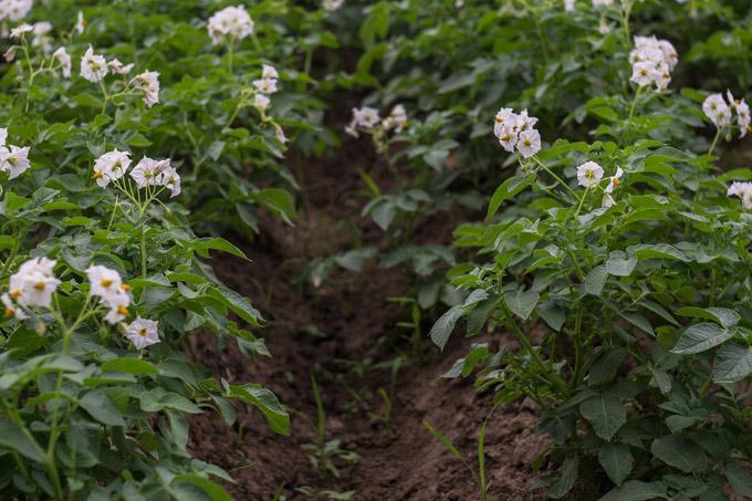 summa-potato-field-2458089_1920 Защита картофеля в июле. Как сохранить урожай до самой осени