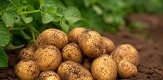 Урожай картофеля в Беларуси. Белгидромет оценил состояние посевов Урожай картофеля в Беларуси. Белгидромет оценил состояние посевов