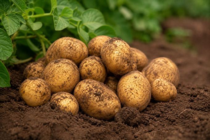12 Урожай картофеля в Беларуси. Белгидромет оценил состояние посевов