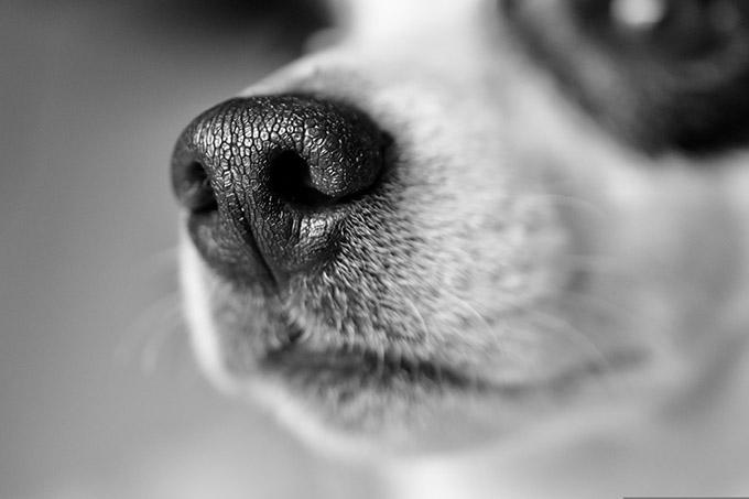 jade87-dog-3985228 Бешенство. Как не стать жертвой опасной болезни