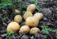 Когда выкапывать картофель? Названы главные признаки зрелости клубней Когда выкапывать картофель? Названы главные признаки зрелости клубней.