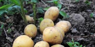 Когда выкапывать картофель? Названы главные признаки зрелости клубней.