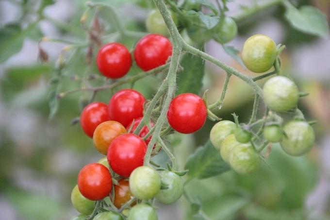 tomato Пасынкование томатов