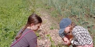 В Ходосовской школе собрали первый урожай голубики
