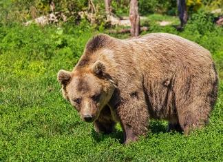 Медведей в Беларуси стало больше: как избежать встречи с косолапым