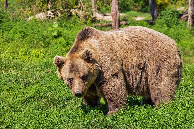 bergadder-bear-422682 Медведей в Беларуси стало больше: как избежать встречи с косолапым