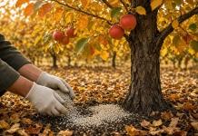 Осенняя подкормка сада. Точные дозировки и сроки