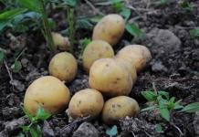 Почему картофель зеленеет после копки и можно ли его есть Почему картофель зеленеет после копки и можно ли его есть.