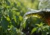 Крапива: удобрение, которое работает лучше магазинных средств 