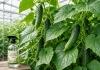 Паутинный клещ. Как спасти от него огурцы: 5 проверенных способов Паутинный клещ. Как спасти от него огурцы: 5 проверенных способов