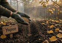 5 видов зелени, которые стоит посеять осенью 5 видов зелени, которые стоит посеять осенью