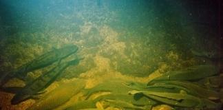 С 1 октября в Беларуси вводится запрет на лов рыбы на зимовальных ямах