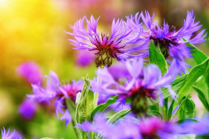 cornflowers-3393209_1280 Руководство района поздравляет с Днём автомобилиста и дорожника